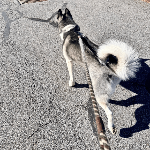 Siberian husky on a walk on street
