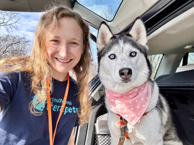 Siberian husky therapy dog with pink bandana