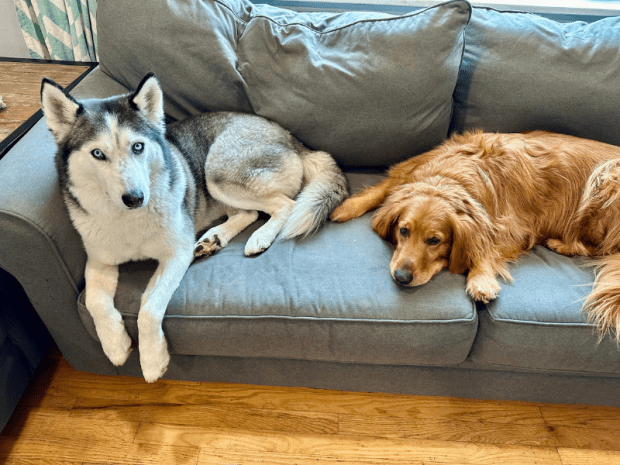 Siberian husky and golden retriever sitting on couch together