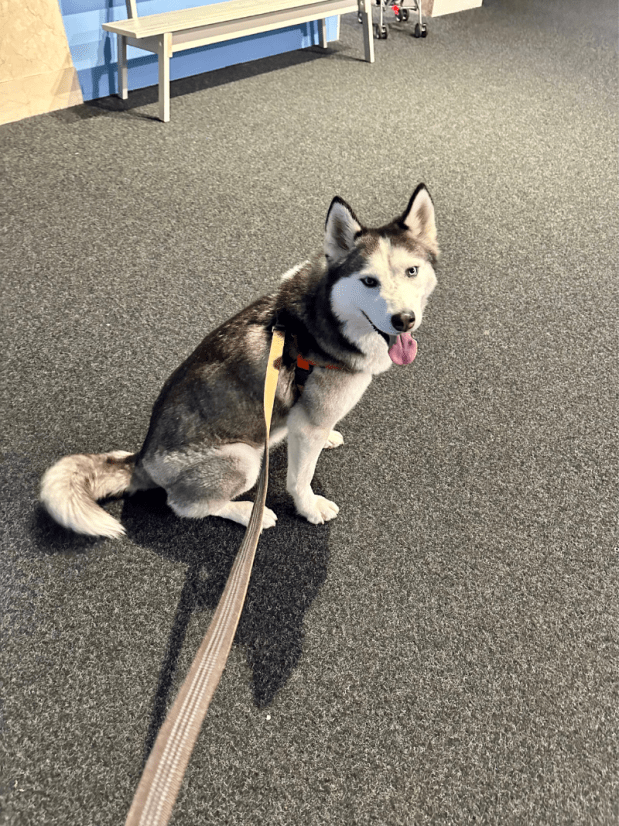 Siberian Husky at Children's Museum of Pittsburgh