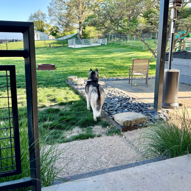 Siberian husky standing in yard