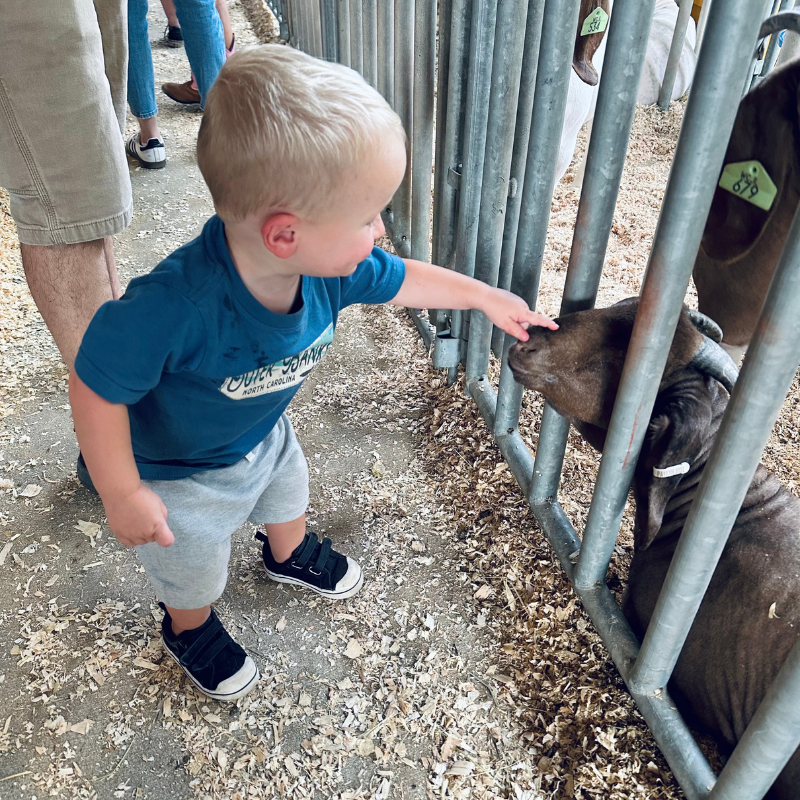 Mordecai petting a goat