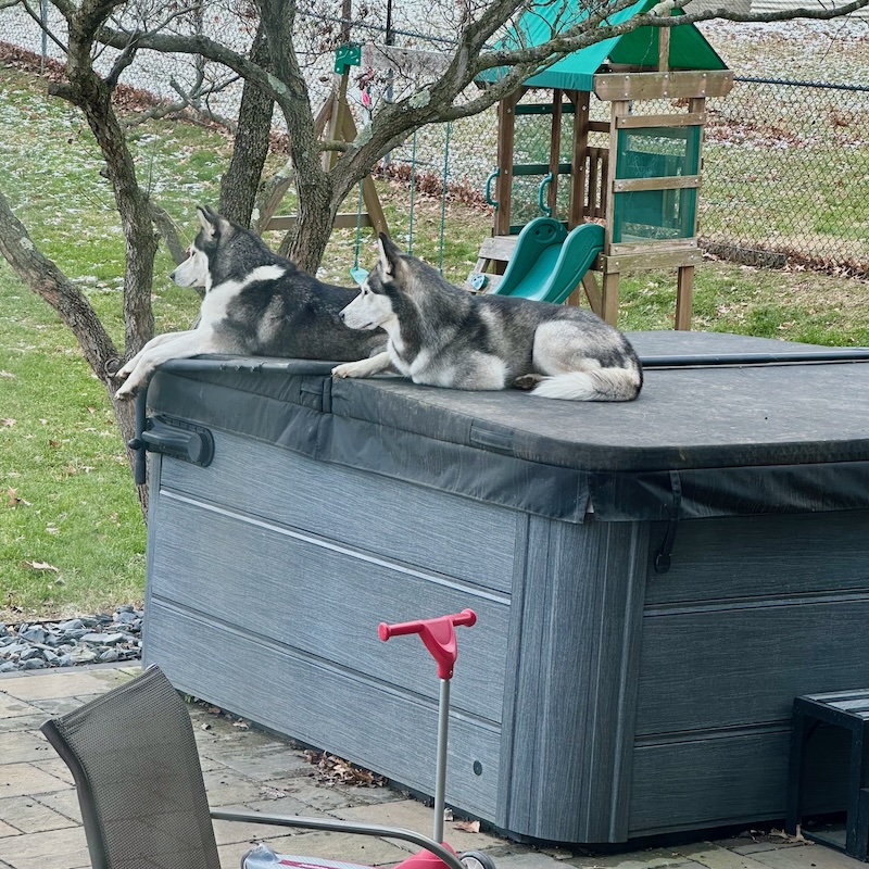 Siberian huskies laying on hot tub