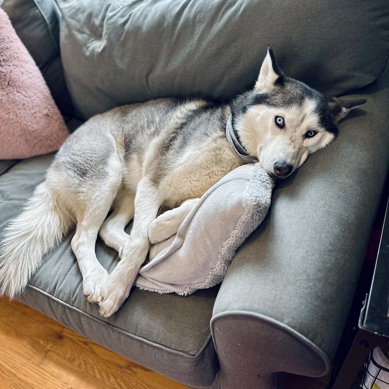Husky on couch