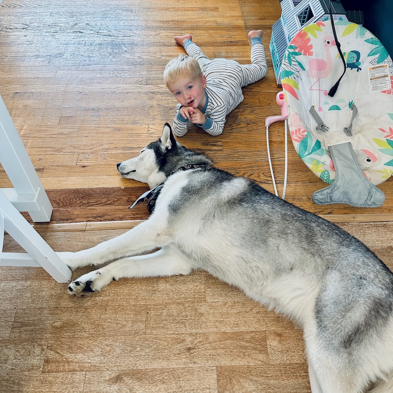 Toddler and husky