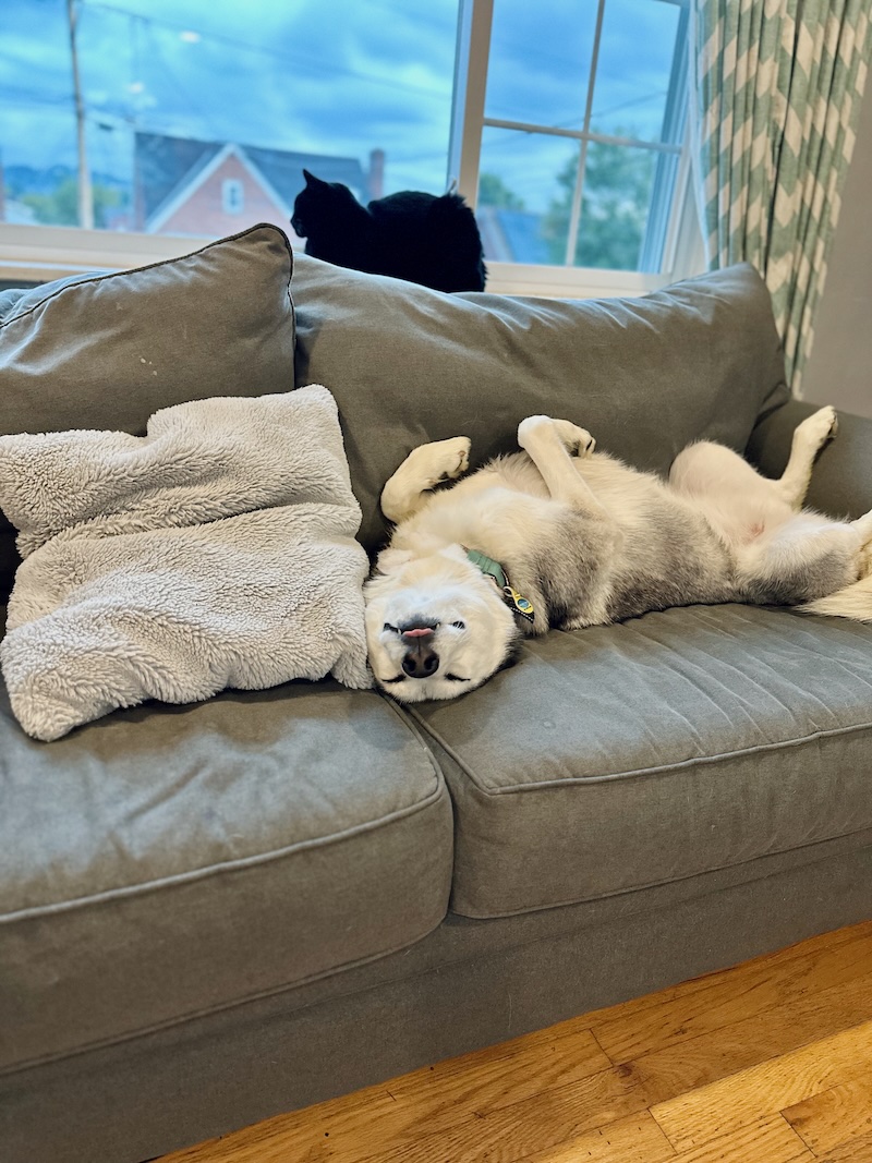 Black and white Siberian husky laying upside down on gray couch with black cat sitting behind in window
