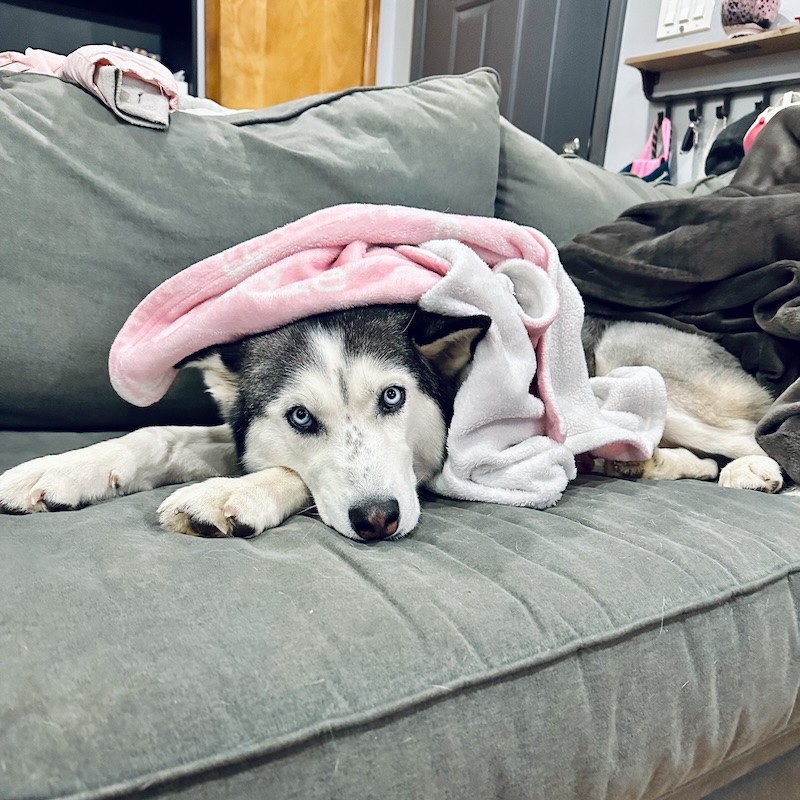Black and white Siberian husky under blanket on couch