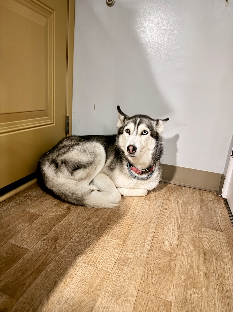 Siberian husky sitting by door