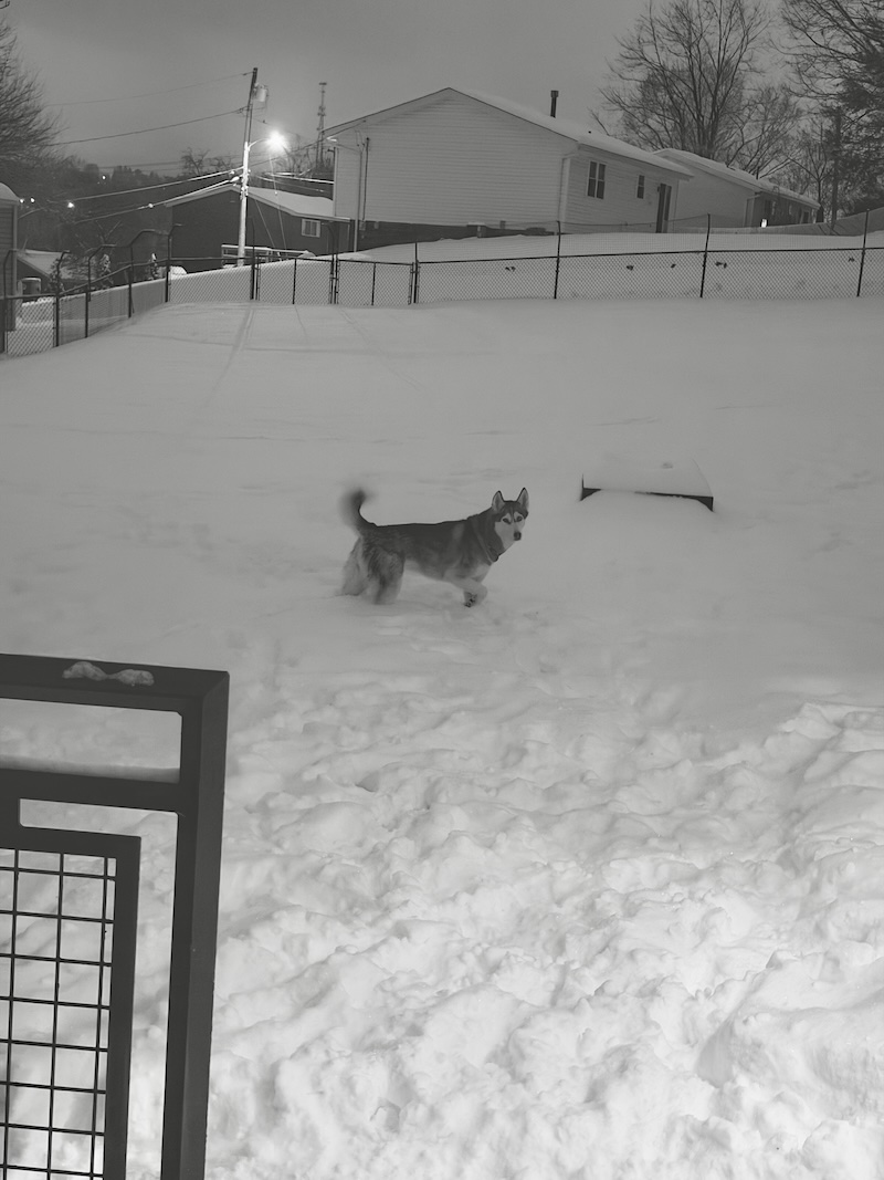 Siberian husky in snow