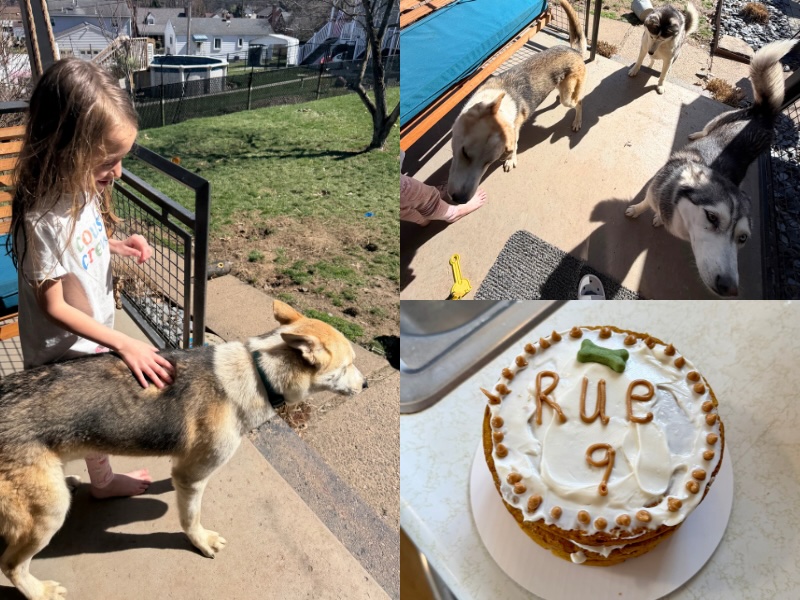 Dog birthday cake
