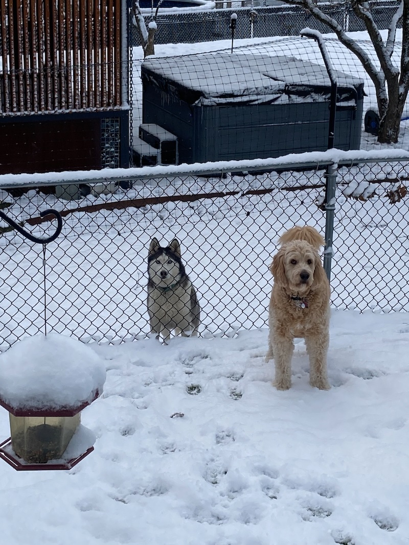 Siberian husky and golden doodle in snow