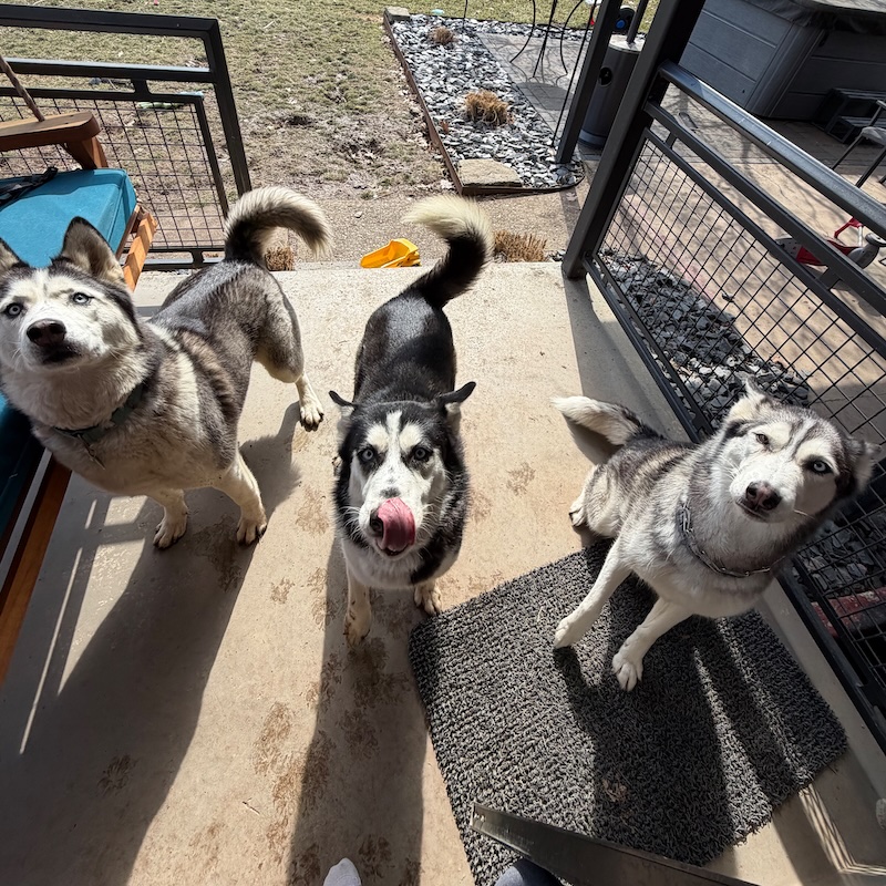 Three Siberian huskies sitting together
