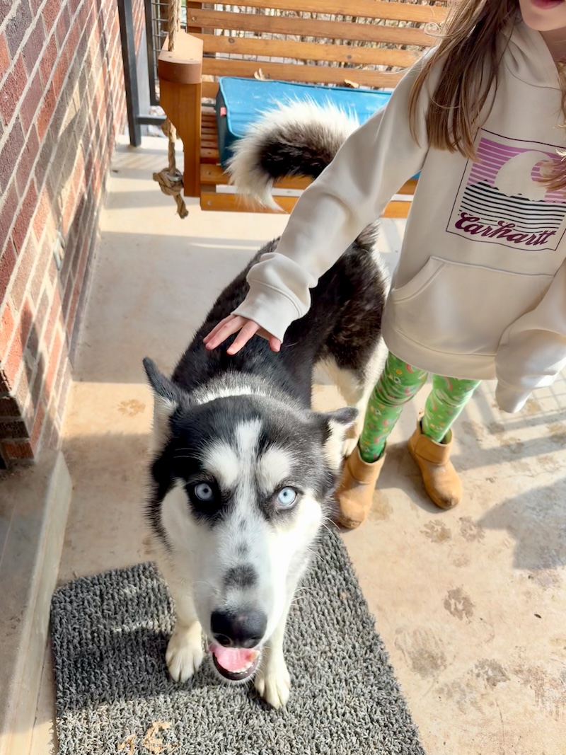 Girl with Siberian husky