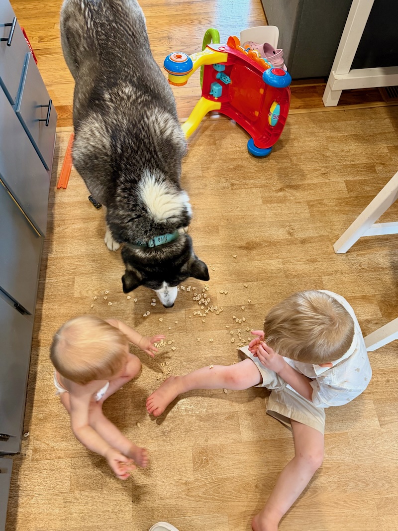 Toddler boy, baby girl, and Siberian husky eating cereal off the floor