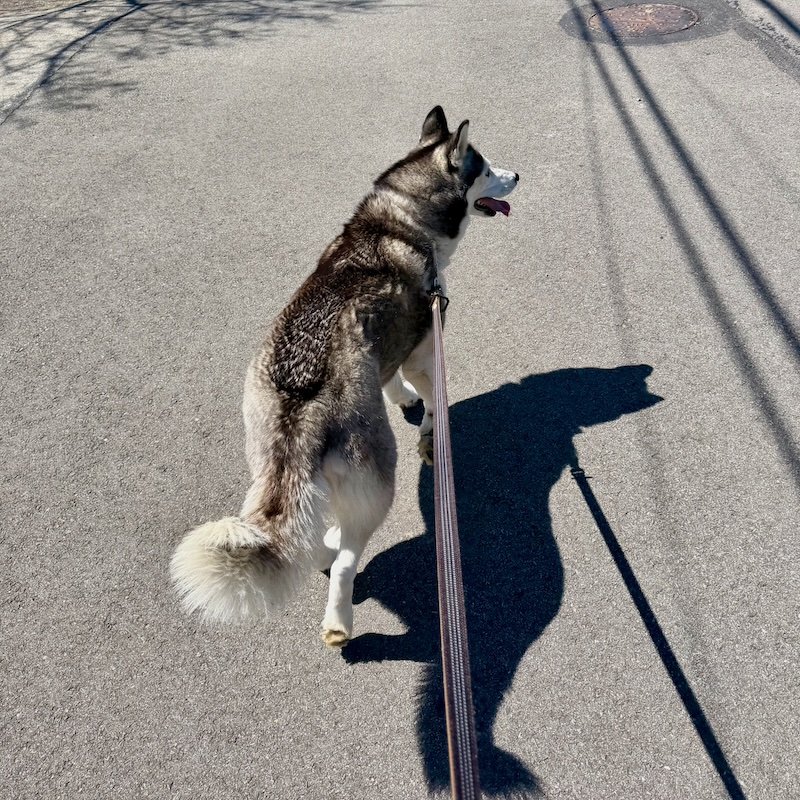 Siberian husky on a walk