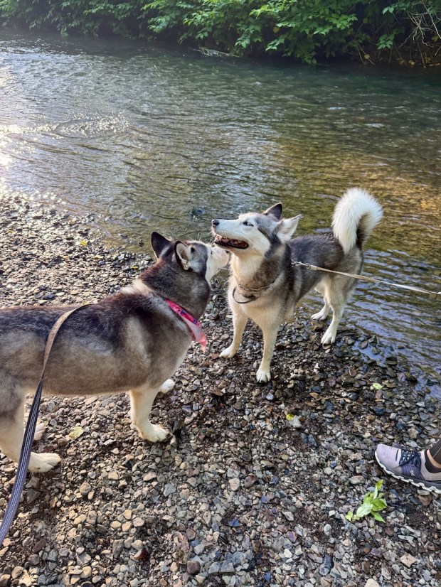 Siberian huskies standing by creek