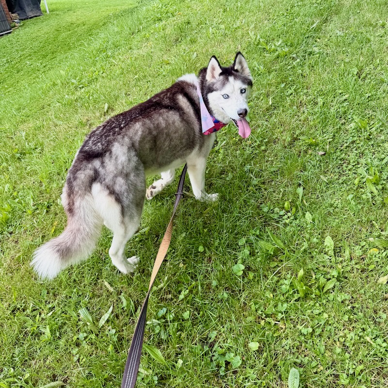 Black and white Siberian husky walking in grass