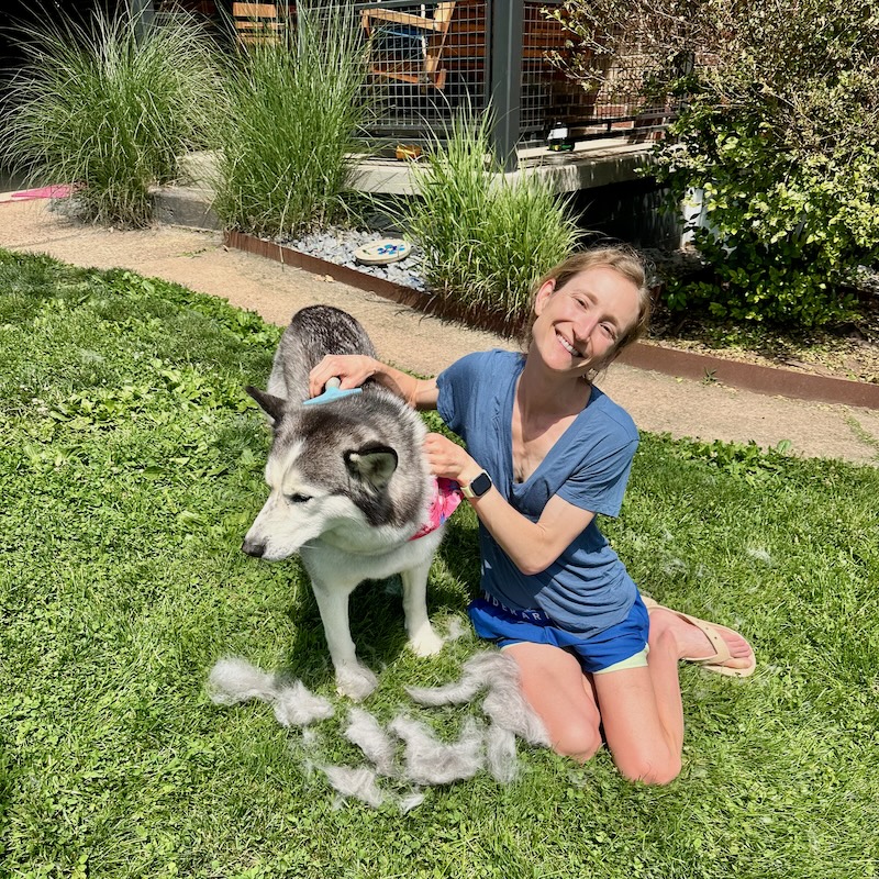 Girl brushing Siberian husky