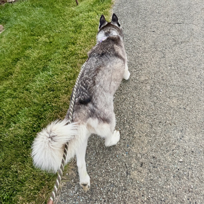 Siberian husky