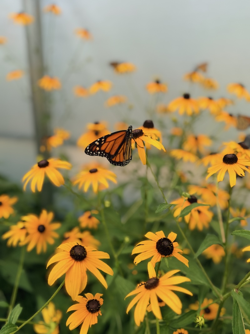 Butterfly on flower
