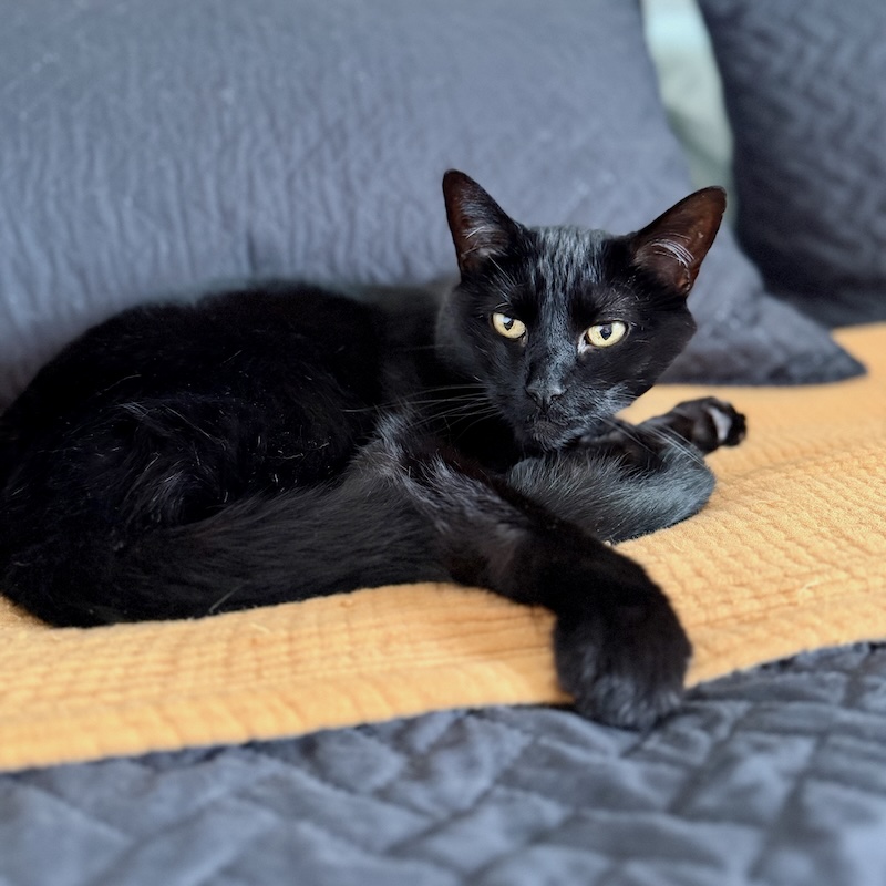 Black cat laying on bed