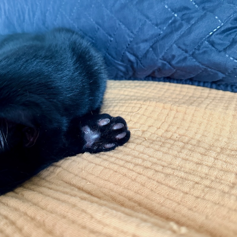 Cat's toe beans