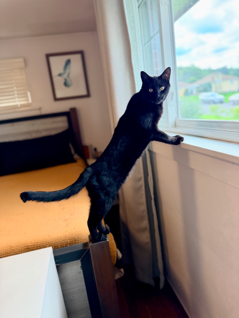 Black cat leaning on windowsill