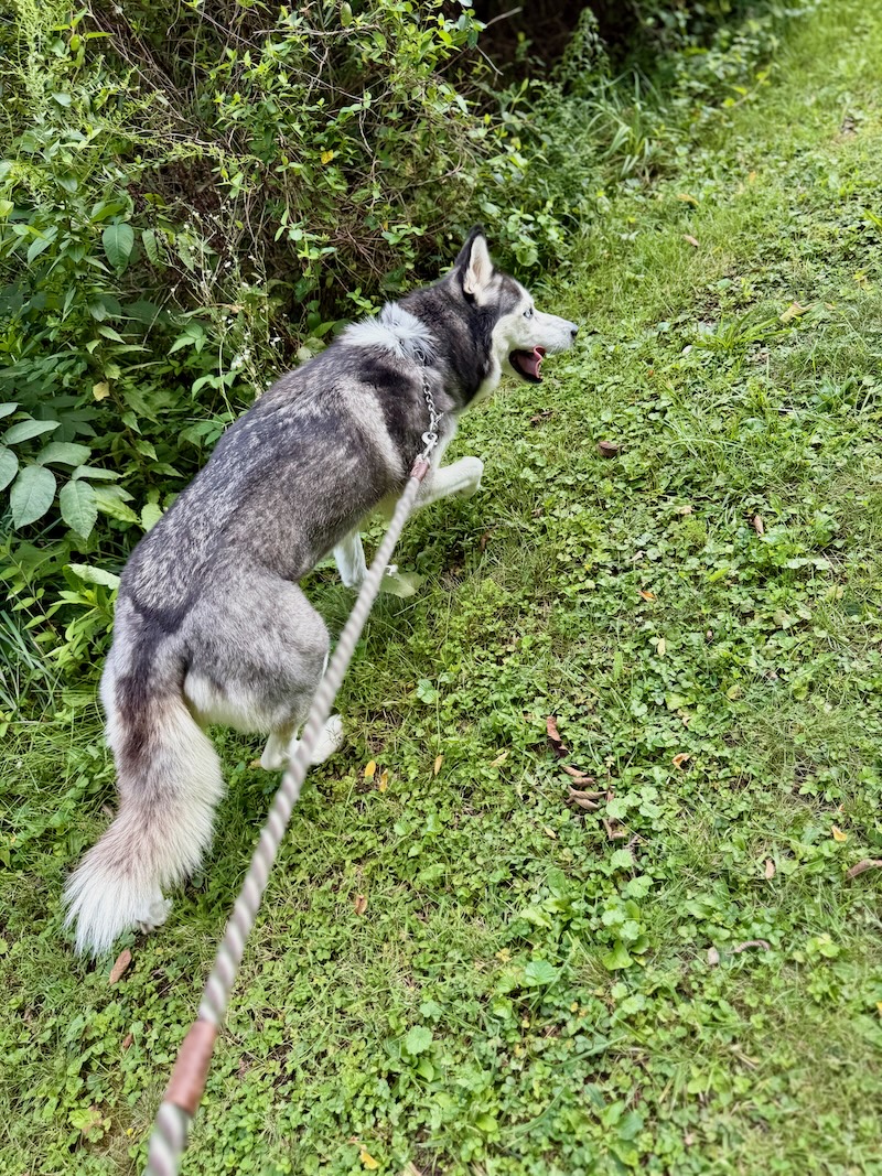 Siberian husky on a walk