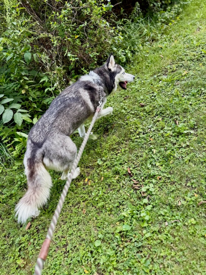 Siberian husky on a walk