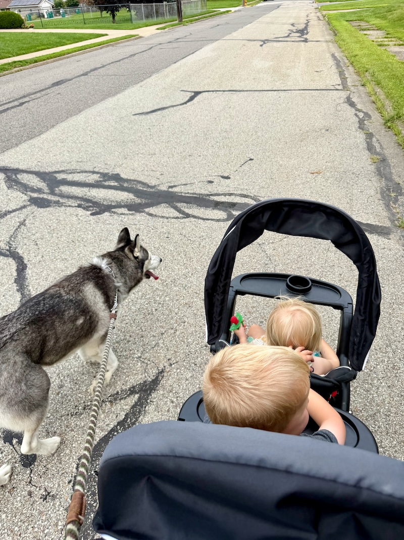 Siberian husky walking next to stroller