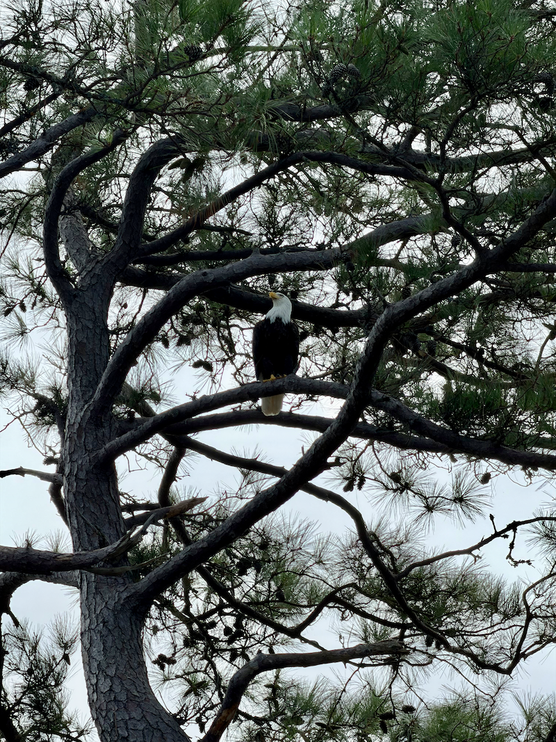 Bald Eagle in tree