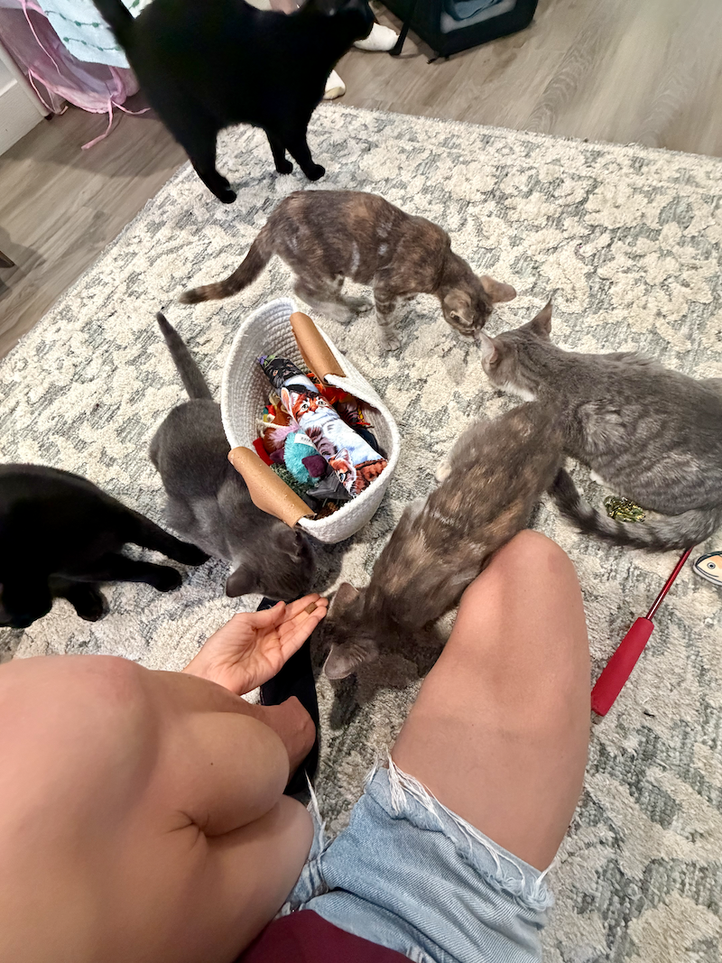 Cats around girl at cat cafe