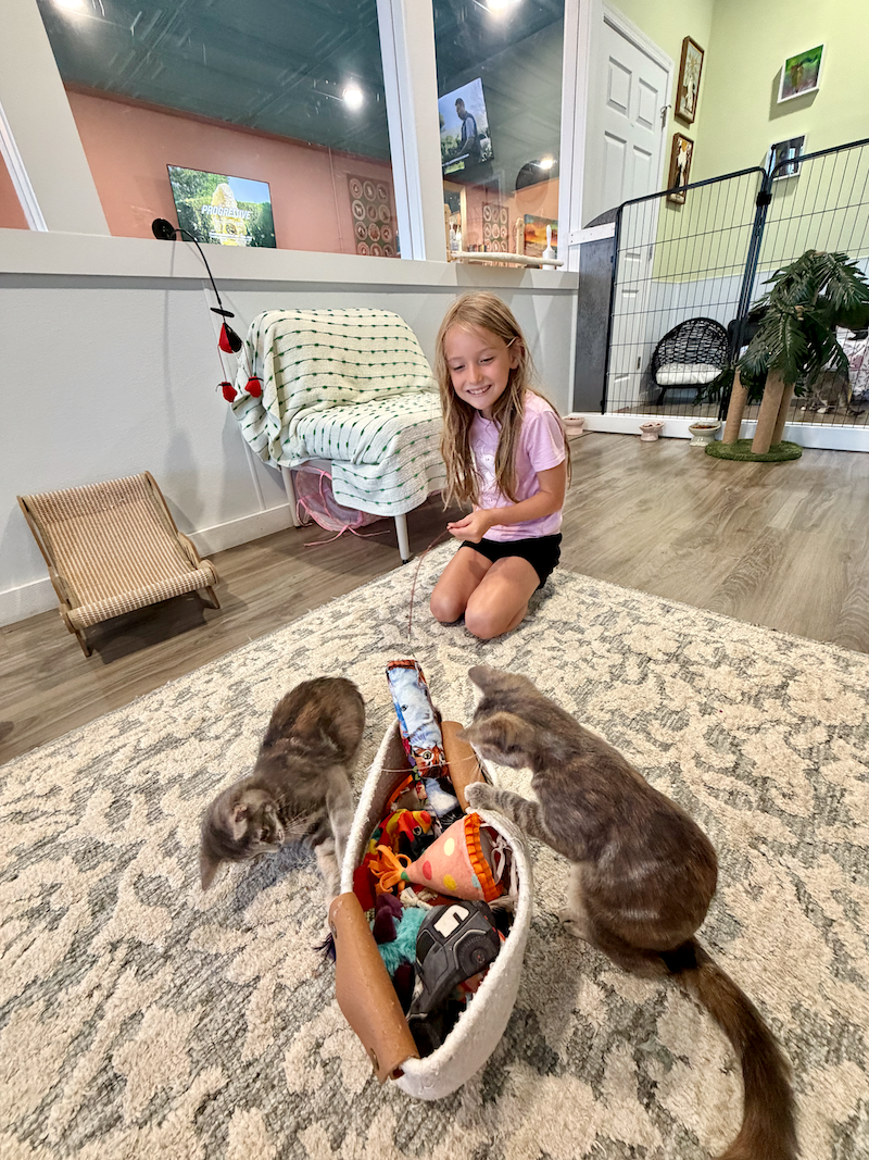 Girl playing with kittens at Meowter Banks Cat Cafe