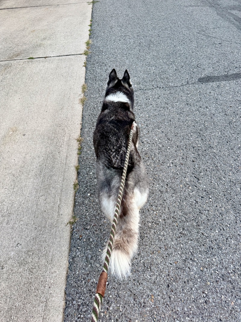 Siberian husky on a walk